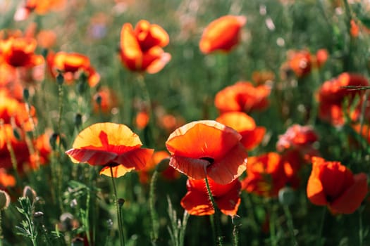 Meadow pf Papaver rhoeas, with other names common poppy,corn poppy, corn rose, field poppy, and red poppy.