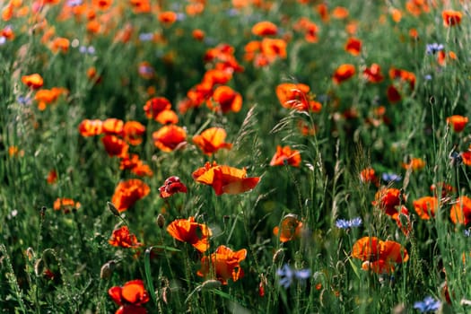 Wild poppies bloom in the field in early summer.