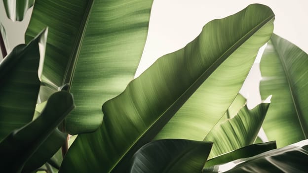 Group of big green banana leaves of exotic palm tree in sunshine on white background. Tropical plant foliage with visible texture. Genarative Ai