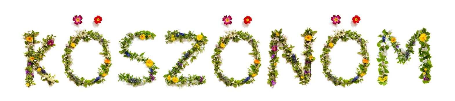 Colorful Flowers Building Hungarian Text K sz n m, Means Thank You in English, Some Green And Some Spring Flowers on Isolated White Background, Symbolic Meaning, Quote