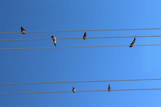 flock of swallows standing on electrical wires