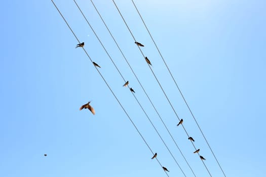 flock of swallows standing on electrical wires