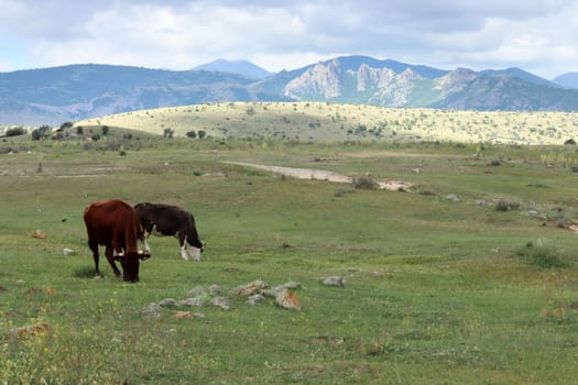 cows grazing in the meadow