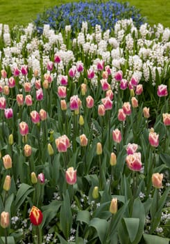 colorful tulips and hyacinths blooming in a garden