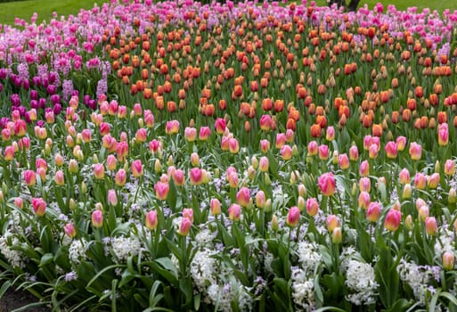 colorful tulips and hyacinths blooming in a garden