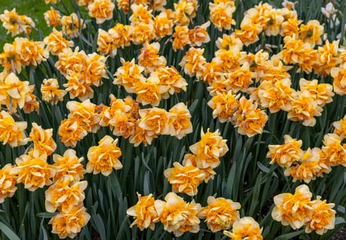 yellow daffodils flowers blooming in a garden