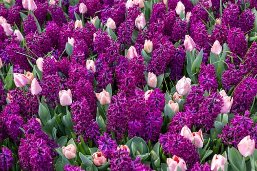 pink tulips and purple hyacinths blooming in a garden