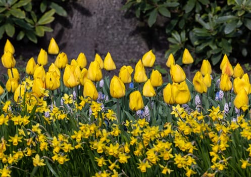 yellow daffodils and tulips blooming in a garden