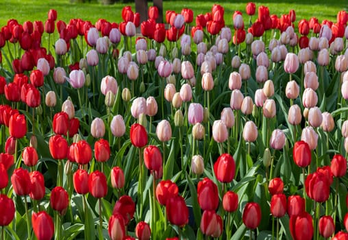 pink and red tulips blooming in a garden