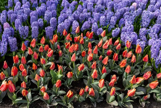 red tulips and blue hyacinths blooming in a garden