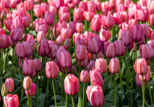 pink and red tulips blooming in a garden