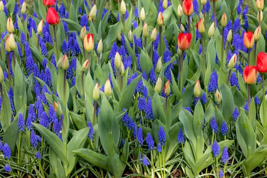 Red tulips and blue muscari blooming in a garden