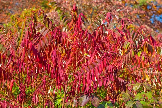Staghorn Sumac in Bright Red Fall Colors Along the Blue Ridge Parkway in Virginia
