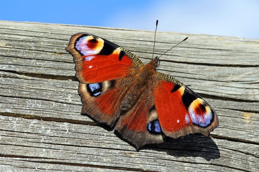A peacock butterfly on a wooden background
