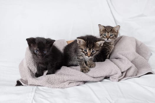 Three little cute kittens sitting on towel.