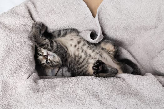 Little naughty kitten playing on soft towel.