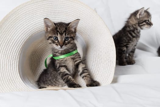 Cute playful tabby kitten sitting against hat background.