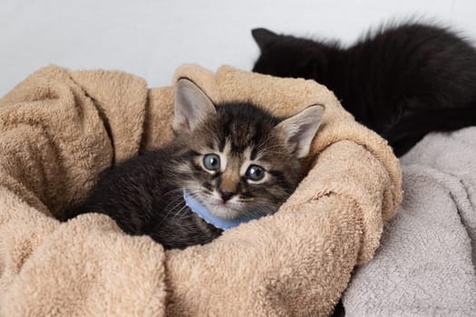 Little cute tabby kitten against towel background.