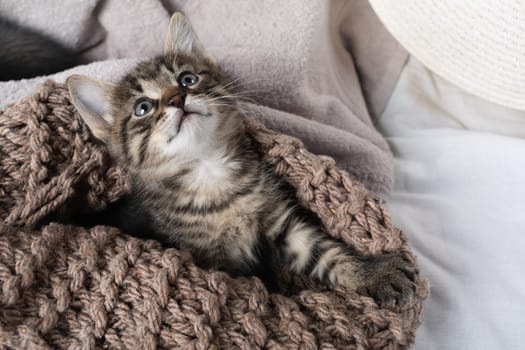 Small cute tabby kitten with knitted blanket.