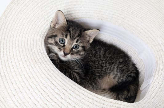 Little curious cute tabby kitten sitting in hat.