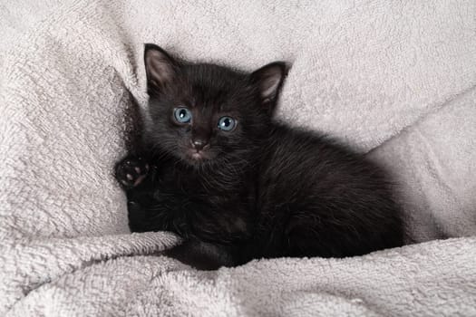 Portrait of cute black kitten looking forward against towel background.