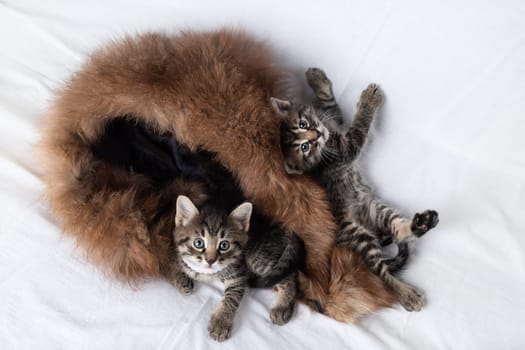 Little cute curious tabby kittens on the bed.