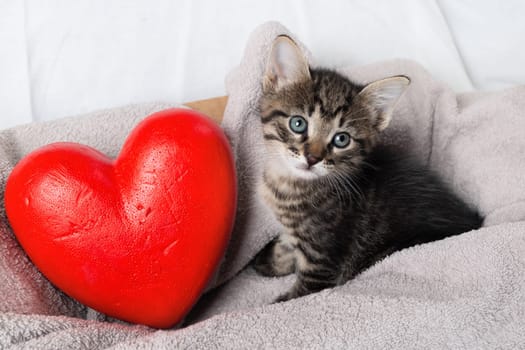 Cute tabby kitten and red heart on towel background.