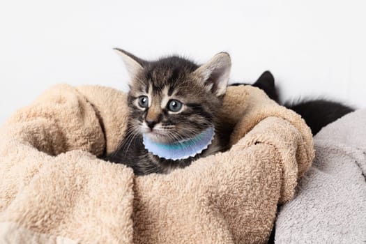 Portrait of tabby kitten on towel background.