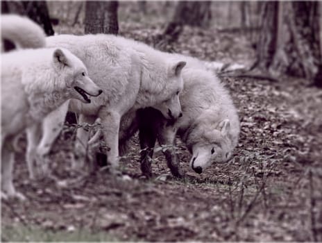A group of Canis lupus albus in interaction/ deep bow