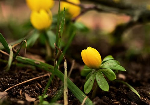 winter aconite close up