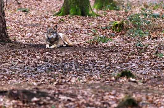 lonely wolve lying in the forest