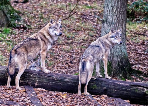 wolves