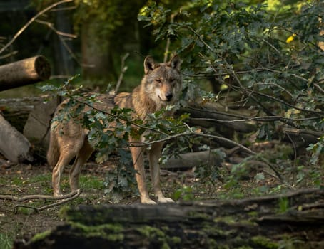 wolve in its habitat