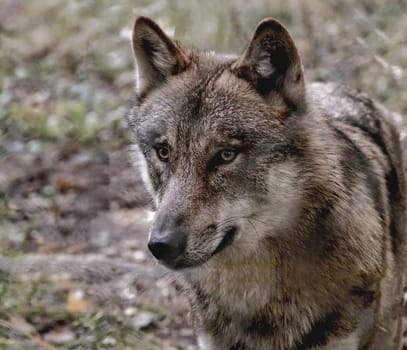 portait of a wolve