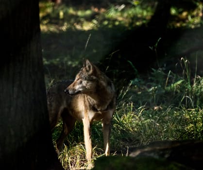 wolve in its habitat