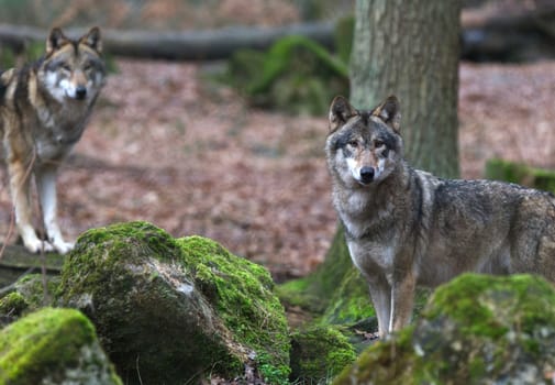 two wolves watching out
