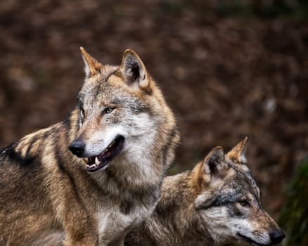 portrait of two wolves, a couple