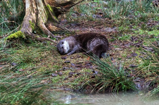 a couple of common otter playing in water