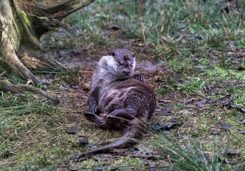 a couple of common otter playing in water