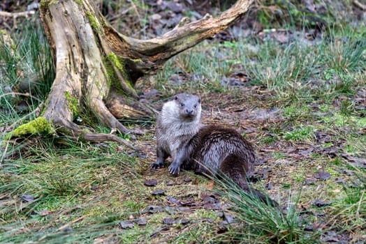 a couple of common otter playing in water