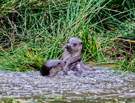 a couple of common otter playing in water