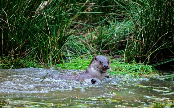 a couple of common otter playing in water