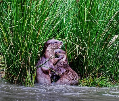 a couple of common otter playing in water