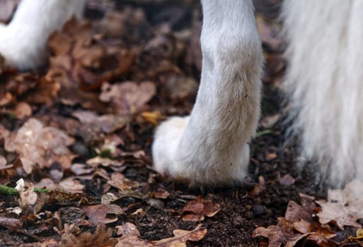 a close up of a back paw of a white wolf