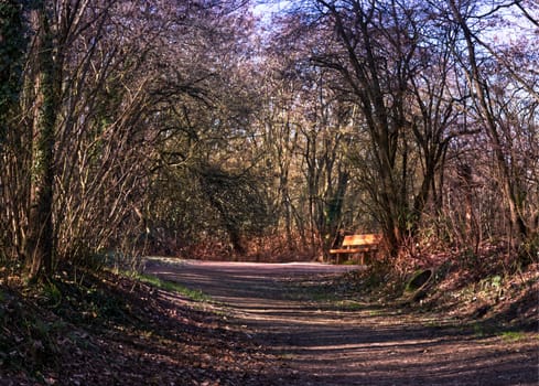 wooden bench in a local recreation area