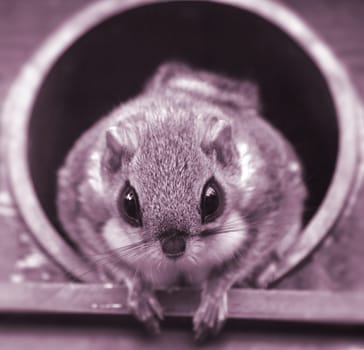 Big eye Mouse watching out of a box