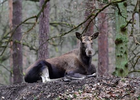 big elk lying on a little hill
