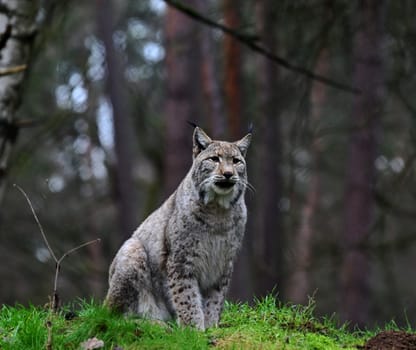 Lynx on a green hill