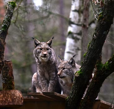 A couple of Lynx watching out curiously