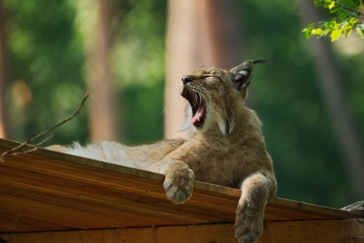Lynx yawning
